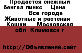 Продается снежный бенгал(линкс) › Цена ­ 25 000 - Все города Животные и растения » Кошки   . Московская обл.,Климовск г.